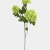 LIGHT GREEN SNOWBALL (44") WINWARD