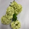 LIGHT GREEN SNOWBALL (44") WINWARD